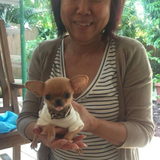 CoCo - Chihuahua