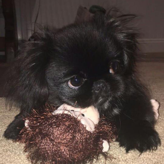 Cory - Pekingese