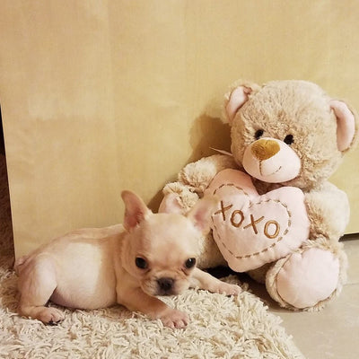 Liloo - French