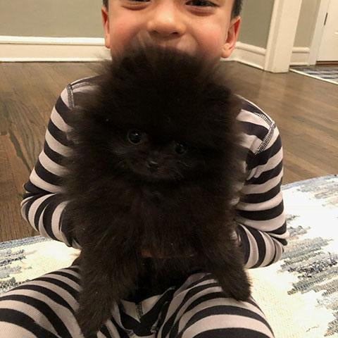 Onyx - Pomeranian