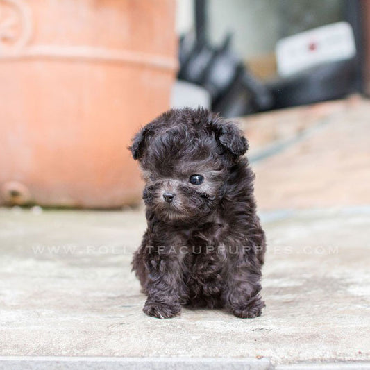 Tody - Poodle