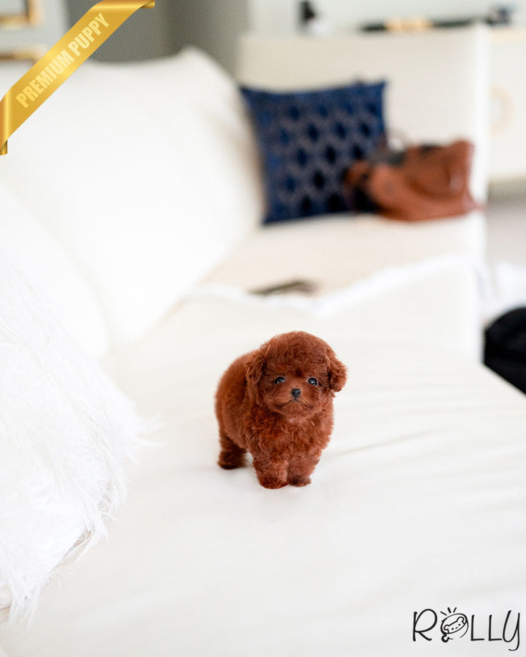 ANNIE - FEMALE (RESERVED by PICHCHAPA)