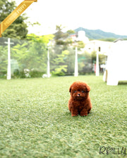 ANNIE - FEMALE (RESERVED by PICHCHAPA)