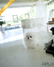 AVALANCHE - MALE (PURCHASED by CHEA)