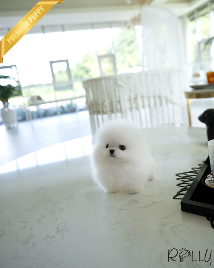AVALANCHE - MALE (PURCHASED by CHEA)