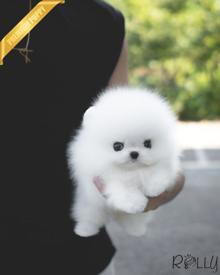 AVALANCHE - MALE (PURCHASED by CHEA)