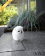 AVALANCHE - MALE (PURCHASED by CHEA)