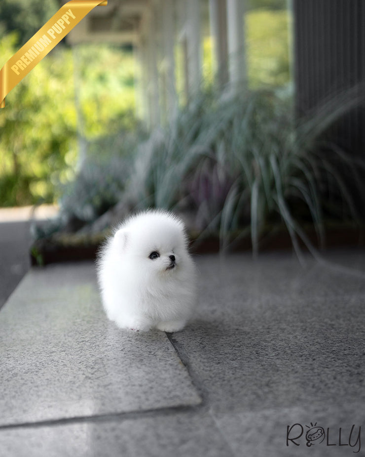 AVALANCHE - MALE (PURCHASED by CHEA)