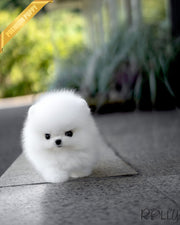 AVALANCHE - MALE (PURCHASED by CHEA)