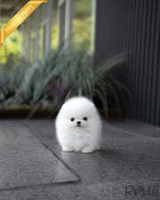 AVALANCHE - MALE (PURCHASED by CHEA)