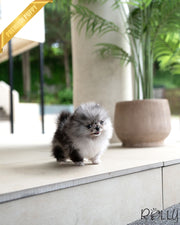 BANDIT - MALE (PURCHASED by HAMBLY)