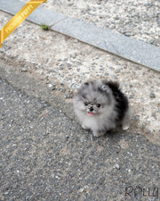 BANDIT - MALE (PURCHASED by HAMBLY)