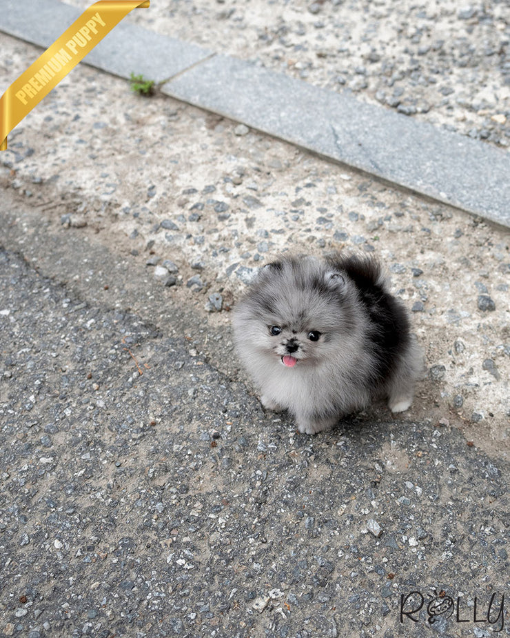 BANDIT - MALE (PURCHASED by HAMBLY)