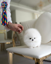 BEAR - MALE (PURCHASED by MacDougall)