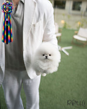 BEAR - MALE (PURCHASED by MacDougall)