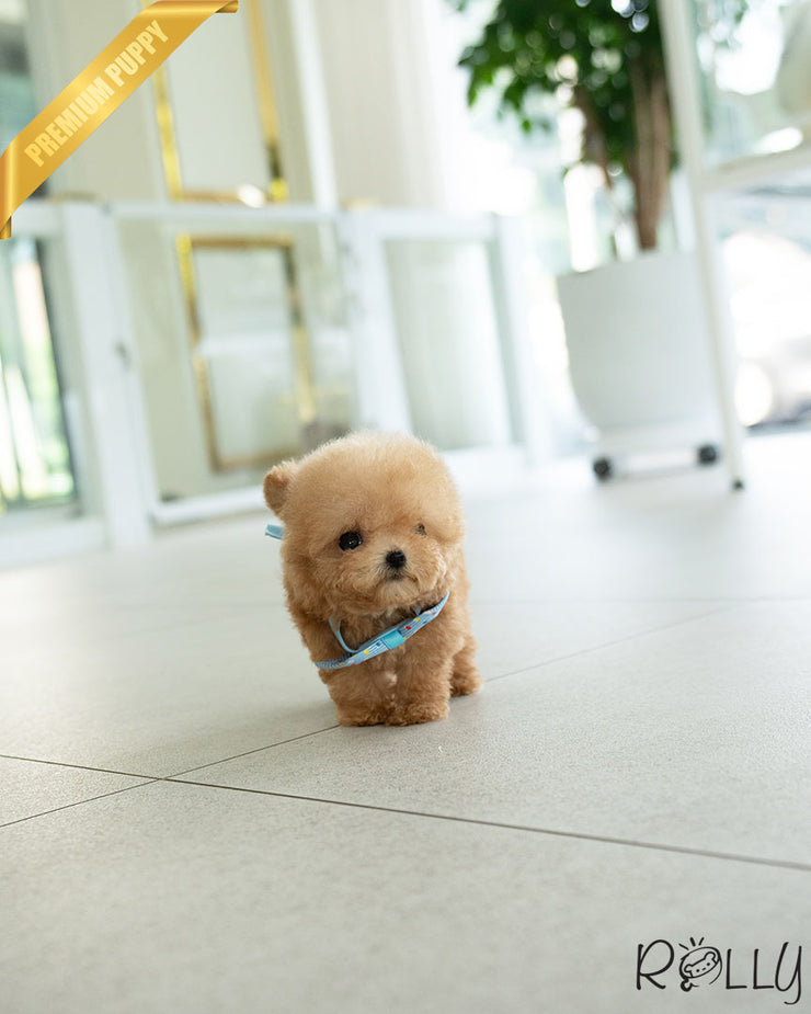 CANOLI - MALE (PURCHASED by CHOI)