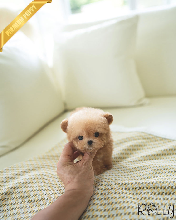 CANOLI - MALE (PURCHASED by CHOI)