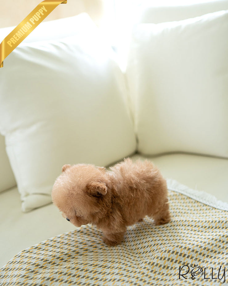CANOLI - MALE (PURCHASED by CHOI)