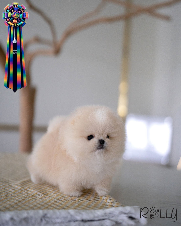 CHANEL - FEMALE (PURCHASED by ERICSSON)