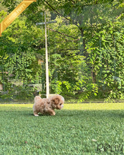 CHIP - MALE (PURCHASED by KIM)