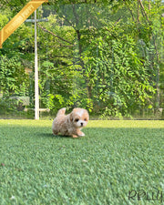 CHIP - MALE (PURCHASED by KIM)