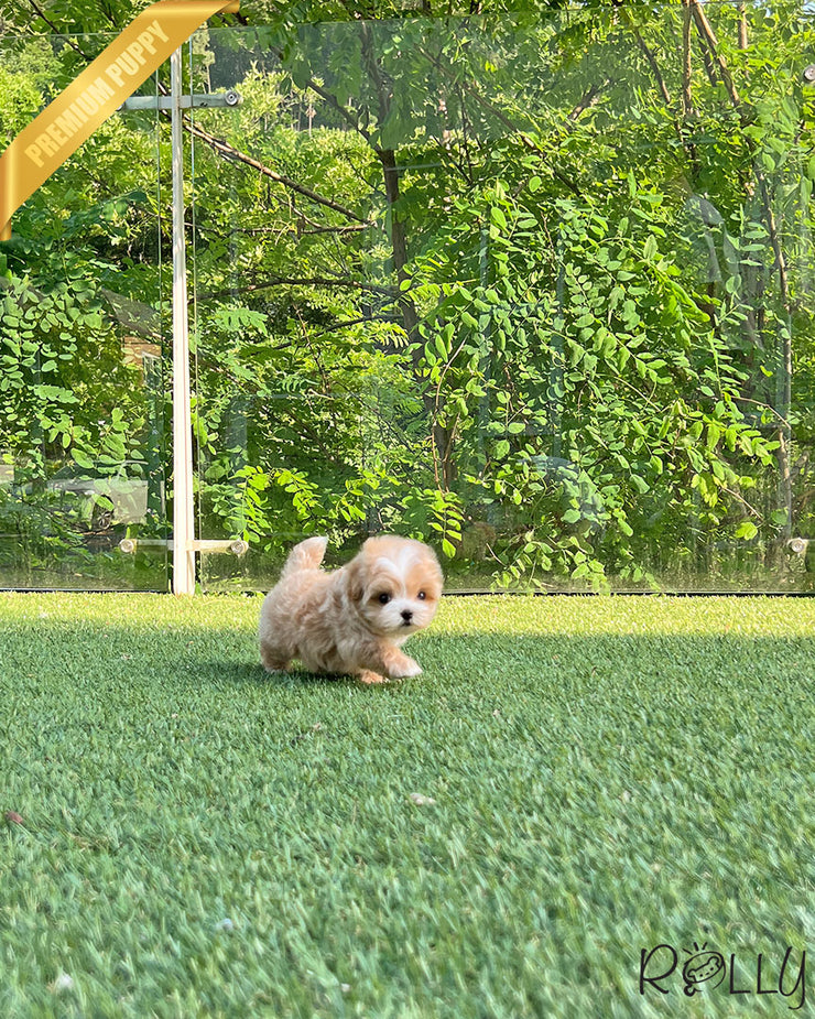 CHIP - MALE (PURCHASED by KIM)