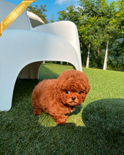CLIFFORD - MALE (PURCHASED by GRAY)