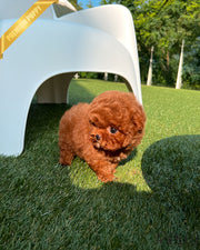 CLIFFORD - MALE (PURCHASED by GRAY)