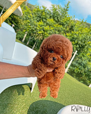 CLIFFORD - MALE (PURCHASED by GRAY)