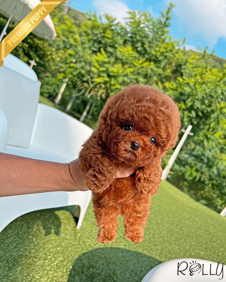 CLIFFORD - MALE (PURCHASED by GRAY)