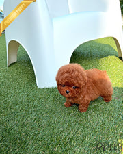 CLIFFORD - MALE (PURCHASED by GRAY)