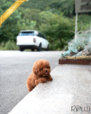 COCO - FEMALE (PURCHASED by GIAMBRONI)