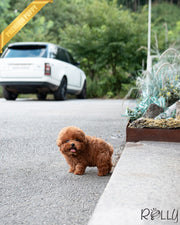 COCO - FEMALE (PURCHASED by GIAMBRONI)