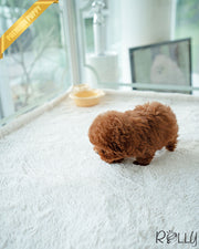 COCO - FEMALE (PURCHASED by GIAMBRONI)