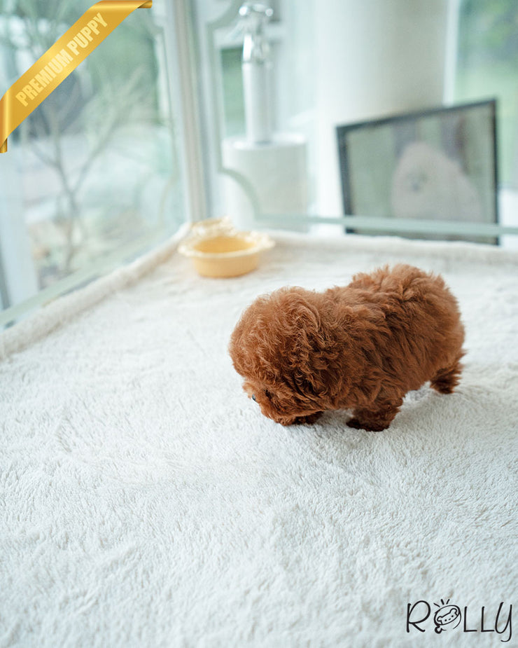 COCO - FEMALE (PURCHASED by GIAMBRONI)