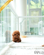 COCO - FEMALE (PURCHASED by GIAMBRONI)