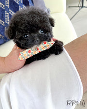 COOKIE - FEMALE (PURCHASED by TYSON)