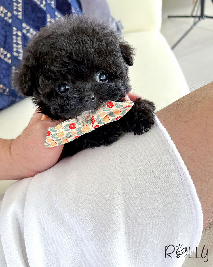 COOKIE - FEMALE (PURCHASED by TYSON)