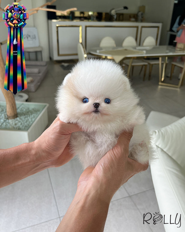 DOLCE - FEMALE (RESERVED by FINES)
