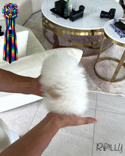 DOLCE - FEMALE (RESERVED by FINES)