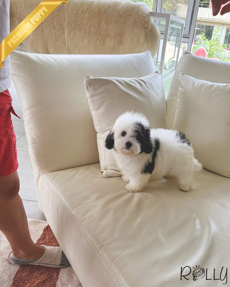 DOMINO - MALE