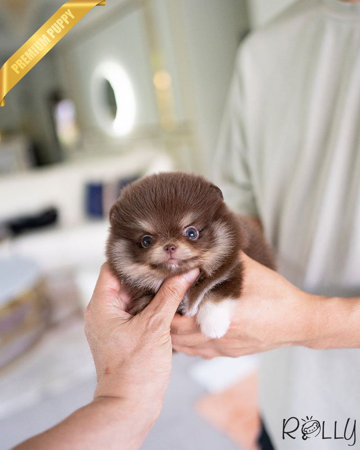 HERSHEY - FEMALE (PURCHASED by LIM)