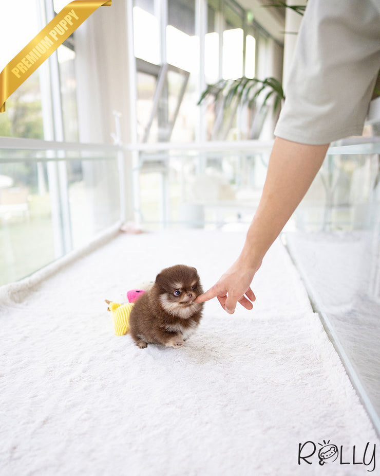 HERSHEY - FEMALE (PURCHASED by LIM)