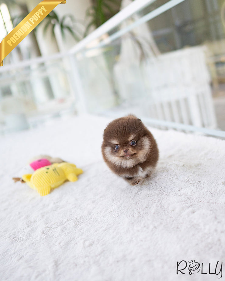 HERSHEY - FEMALE (PURCHASED by LIM)