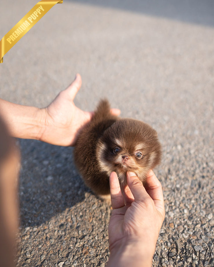 HERSHEY - FEMALE (PURCHASED by LIM)