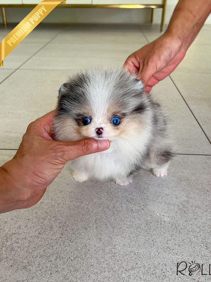 HUGO - MALE (PURCHASED by SUWAITY)