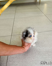 HUGO - MALE (PURCHASED by SUWAITY)
