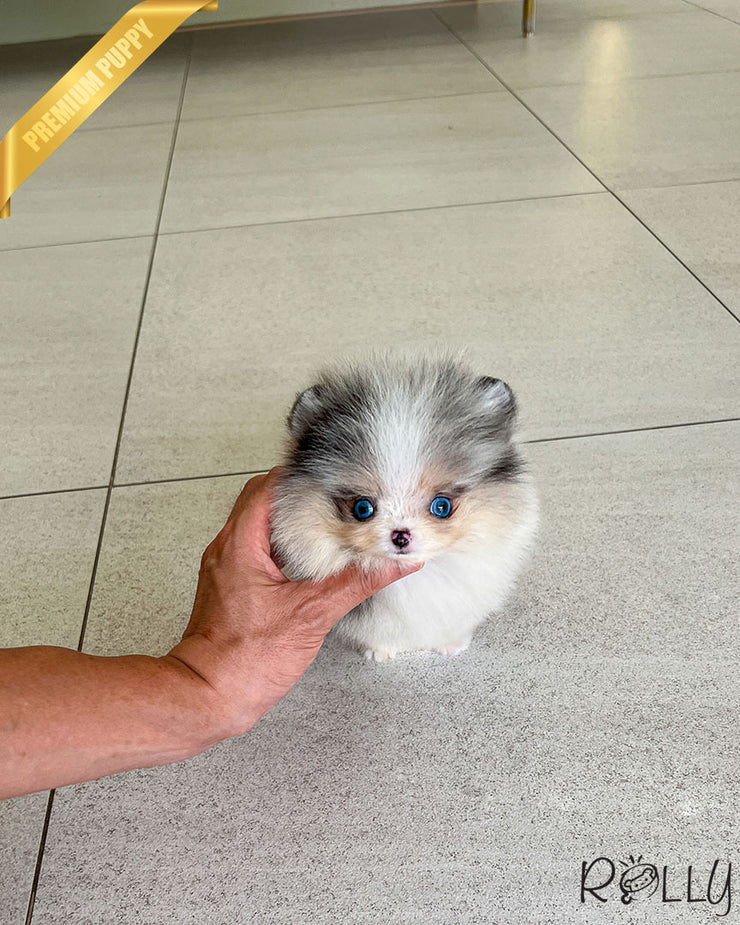 HUGO - MALE (PURCHASED by SUWAITY)