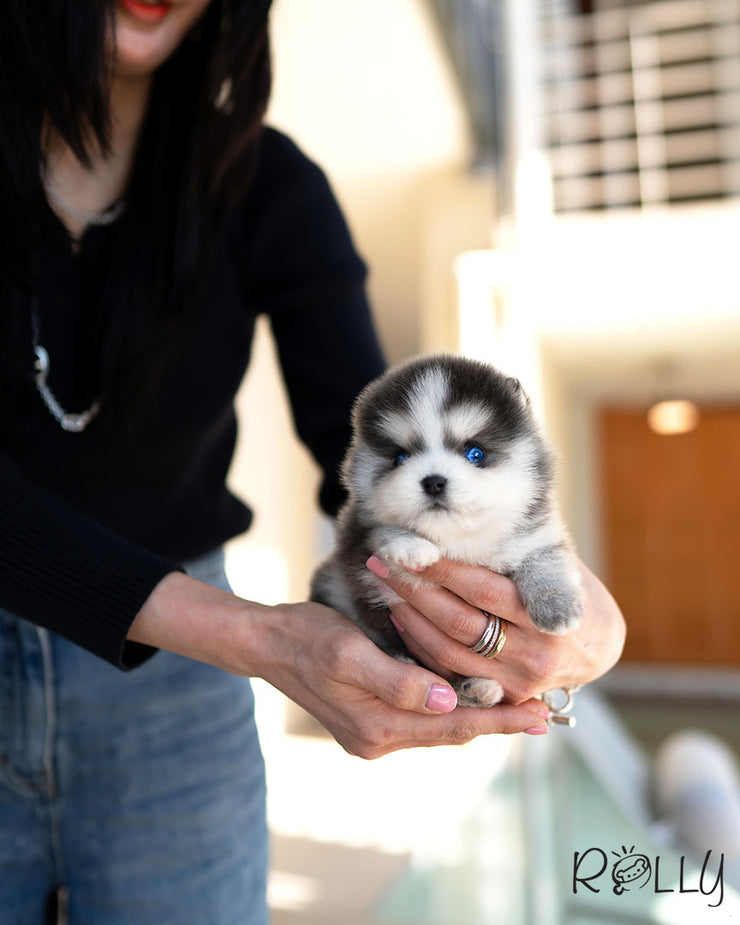 KODA - MALE (PURCHASED by AVA)