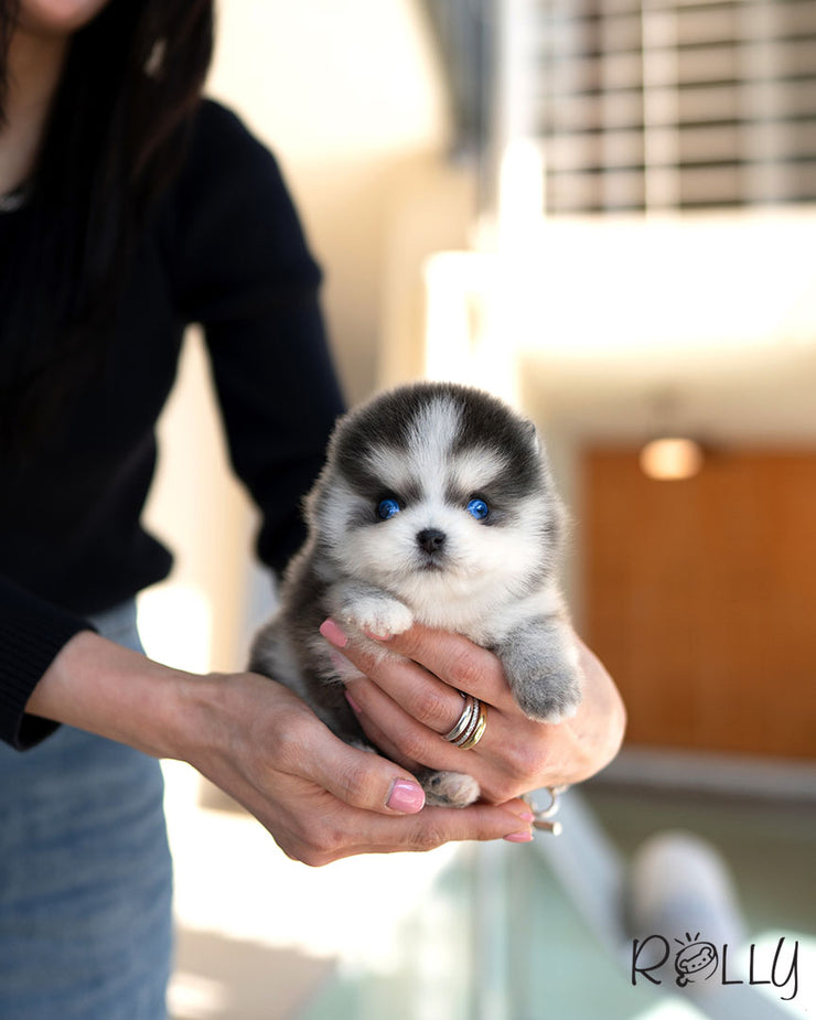KODA - MALE (PURCHASED by AVA)